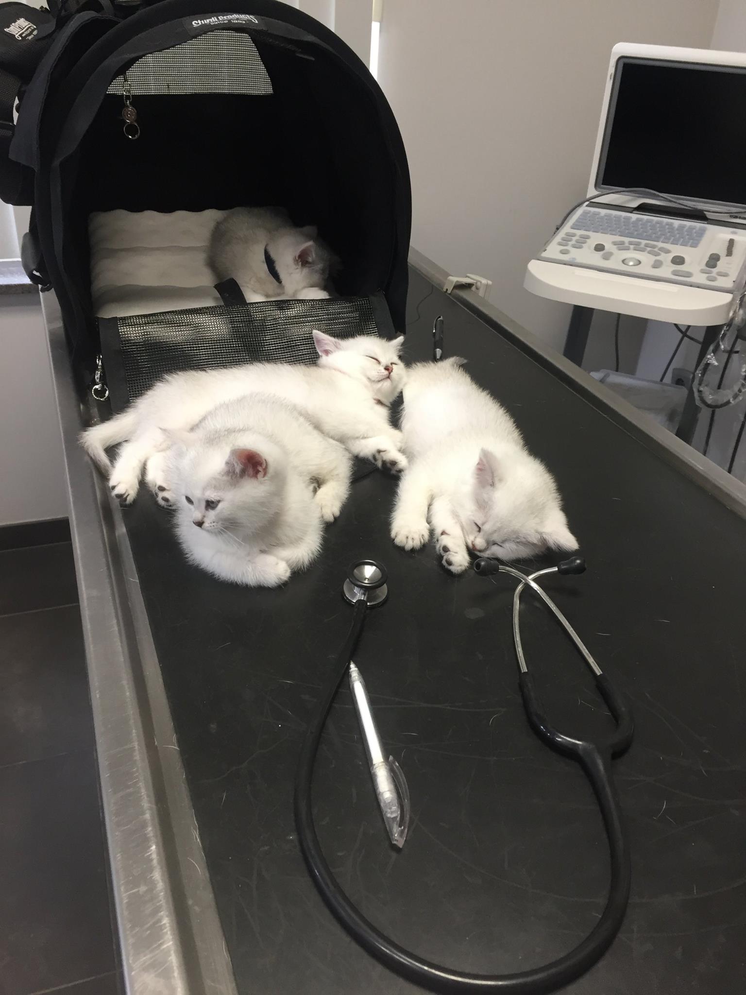Kittens bij dokter