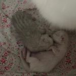 Brits korthaar kitten 31